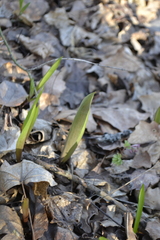 Tulipa sylvestris australis
