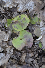 Asarum europaeum