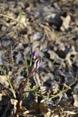 Lathyrus vernus