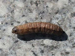 Agrotis exclamationis