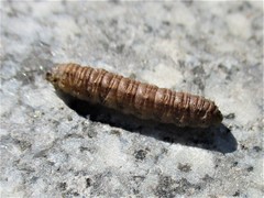 Agrotis exclamationis