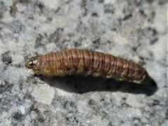 Agrotis exclamationis