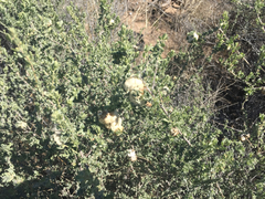 Asphondylia floccosa