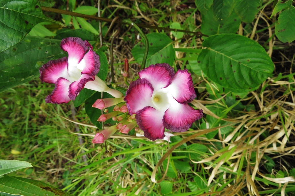 Mandevilla callista