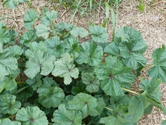 Malva sylvestris
