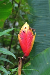 Heliconia episcopalis