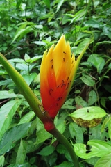 Heliconia episcopalis