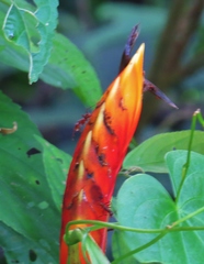 Heliconia episcopalis