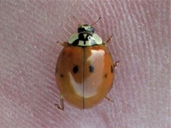 Harmonia axyridis
