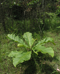 Dipterocarpus