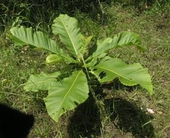 Dipterocarpus