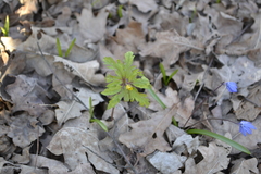 Anemonoides ranunculoides