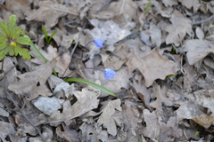 Scilla siberica