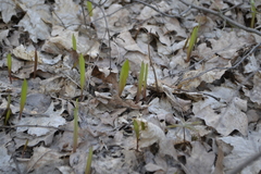 Tulipa sylvestris australis