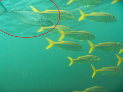 Caranx caballus