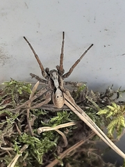 Alopecosa inquilina