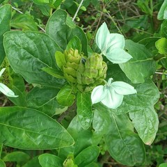 Ecbolium subcordatum