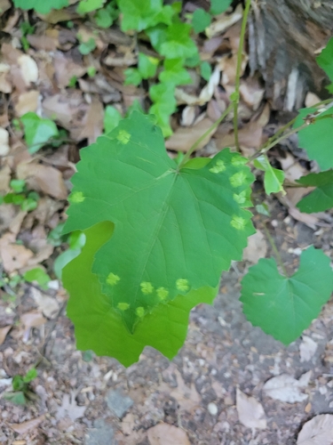 Heliozela aesella photo 3