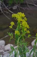 Euphorbia lamprocarpa