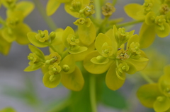 Euphorbia lamprocarpa