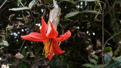Mutisia clematis