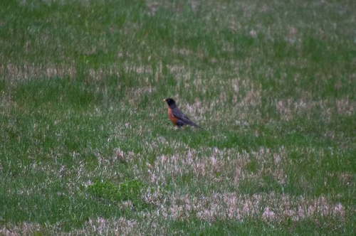 American Robin