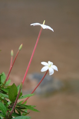 Augusta rivalis