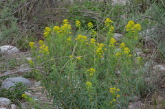 Euphorbia lamprocarpa