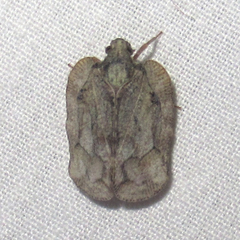 Flataloides scabrosus