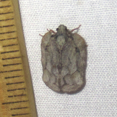 Flataloides scabrosus