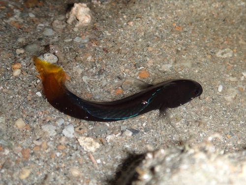 Yellowfin blenny (Enchelyurus flavipes) — Blenniidae — 2