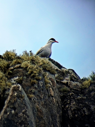 iNaturalist image