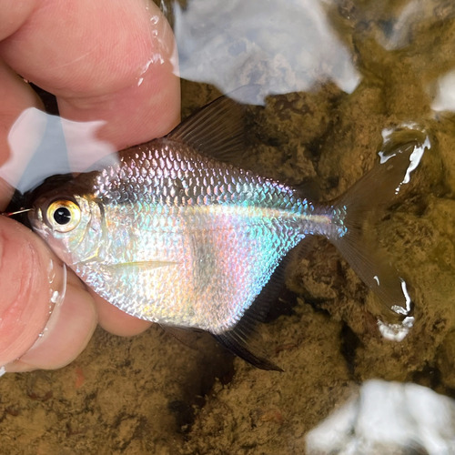 Discus tetra (Brachychalcinus orbicularis) — Characidae — 5