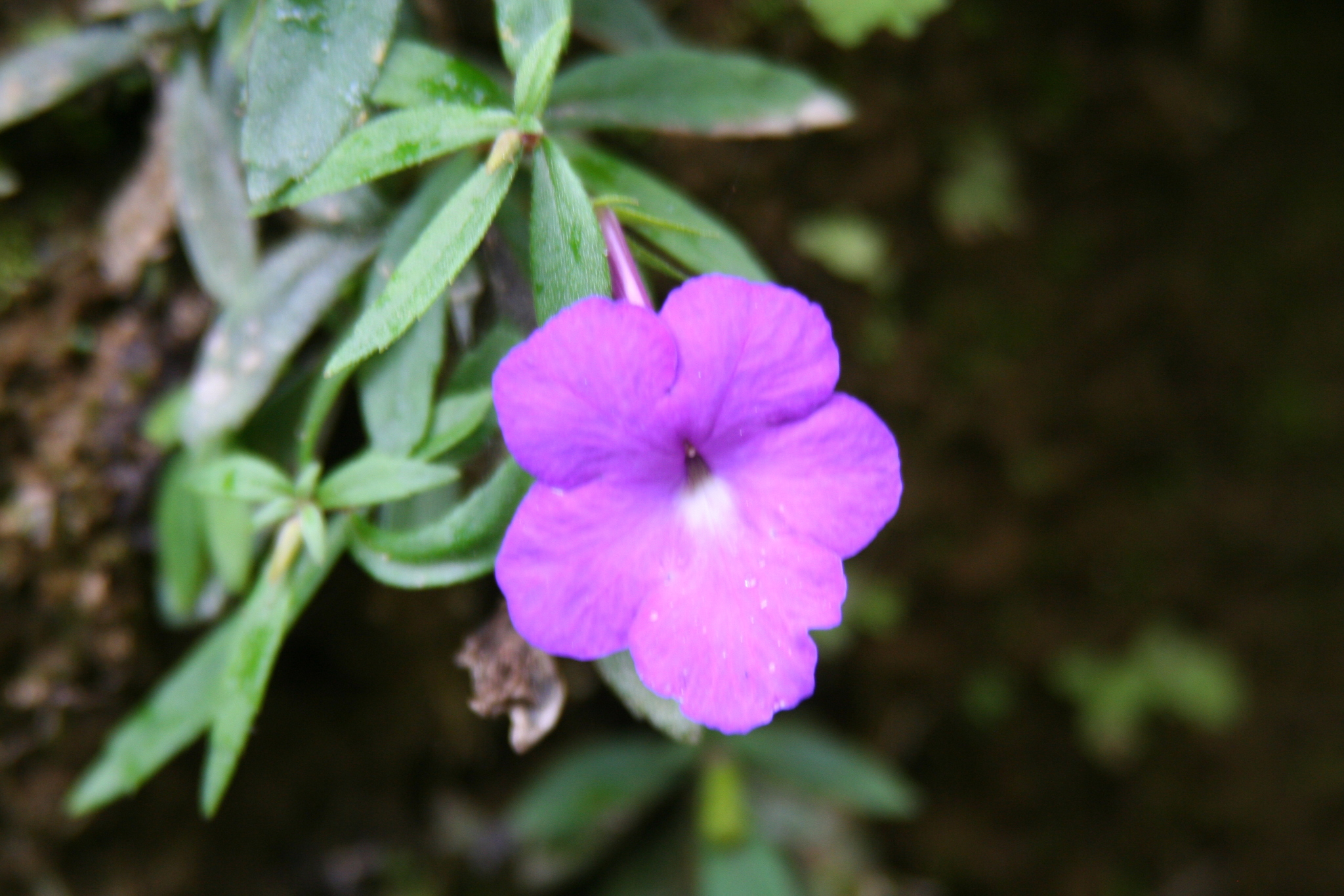 Achimenes cettoana