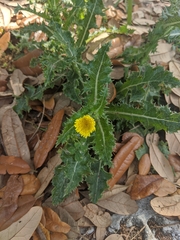 Sonchus asper image