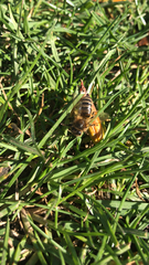Apis mellifera