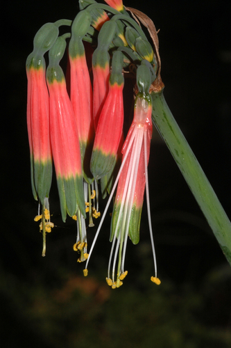 Phaedranassa carmiolii