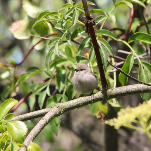 iNaturalist observation photo of Bushtit