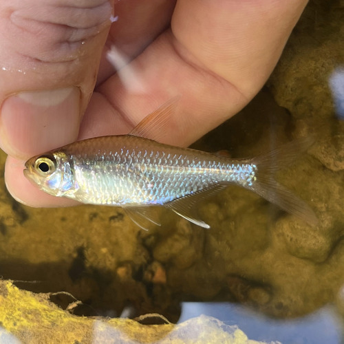 Collett's tetra (Moenkhausia collettii) — Characidae — 2