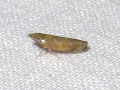 Scaphytopius argutus