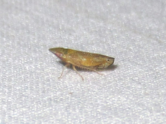 Scaphytopius argutus