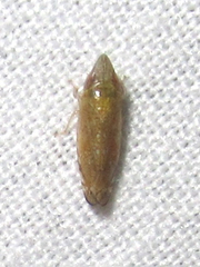 Scaphytopius argutus