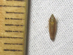 Scaphytopius argutus