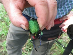 Chrysophora chrysochlora