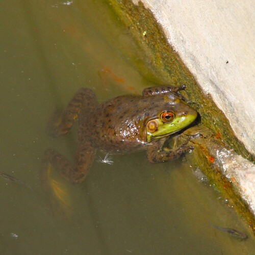 iNaturalist observation photo of American Bullfrog