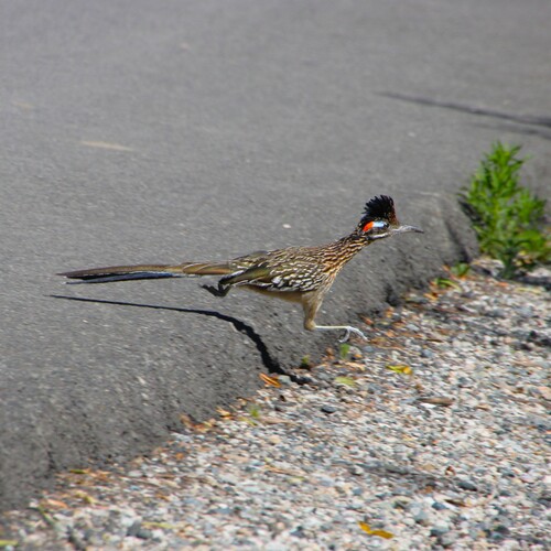 iNaturalist observation photo of Greater Roadrunner