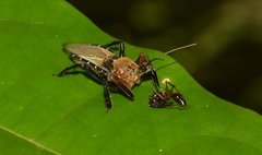 Apiomerus pilipes