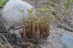 Pseudosedum affine