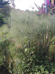 Cyperus papyrus