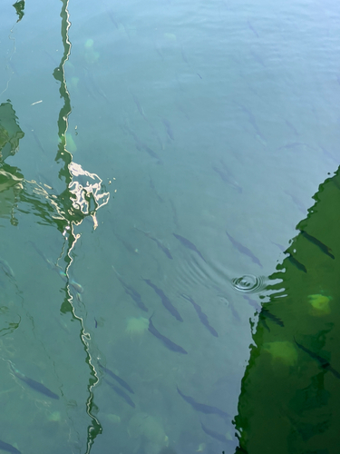 Oncorhynchus gorbuscha